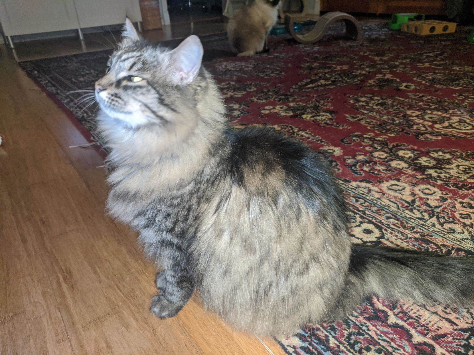 Atlas
